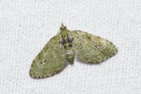 Chloroclystis v-ata