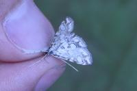 Elophila nymphaeata