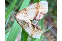 Plagodis dolabraria