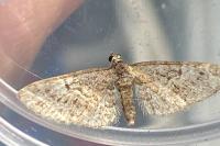 Eupithecia