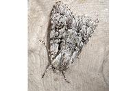 Acronicta auricoma