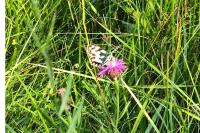 Melanargia galathea