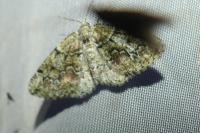 Cleorodes lichenaria