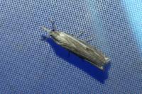 Crambus lathoniellus