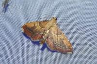 Endotricha flammealis