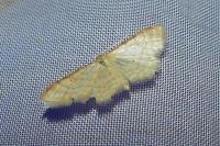 Idaea humiliata