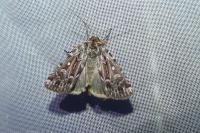 Lycophotia porphyrea