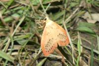 Miltochrista miniata