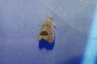 Notocelia uddmanniana