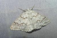 Pseudoterpna coronillaria