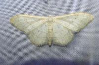 Idaea aversata