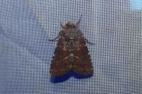 Paucgraphia erythrina