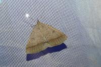 Zanclognatha lunalis