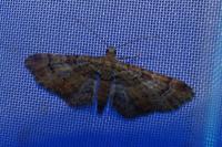 Gymnoscelis rufifasciata