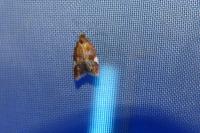 Acleris holmiana