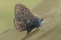Lysandra bellargus
