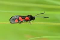 Zygaena trifolii