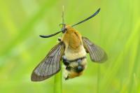 Hemaris tityus