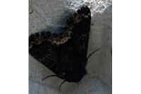 Catephia alchymista