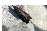 Schrankia costaestrigalis