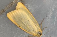 Cybosia mesomella