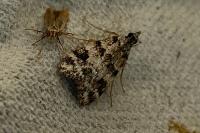 Eudonia delunella