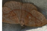 Hylaea fasciaria