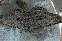 Hypomecis roboraria