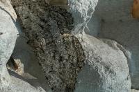Hypomecis roboraria
