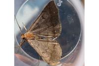 Zanclognatha lunalis