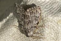 Meganola strigula