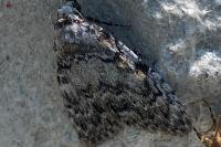 Meganola strigula