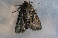 Oligia