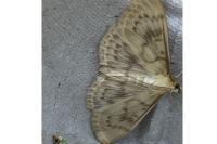 Patania ruralis