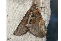 Thera obeliscata