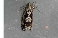 Zeiraphera isertana