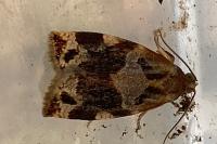 Archips xylosteana