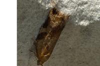 Archips xylosteana