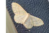Idaea aversata
