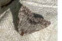 Meganola strigula