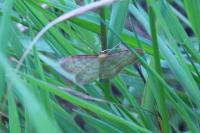 Idaea humiliata
