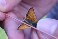 Thymelicus lineola
