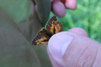 Ochlodes sylvanus