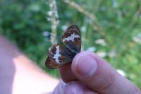 Coenonympha arcania