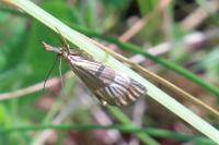 Chrysocrambus linetella