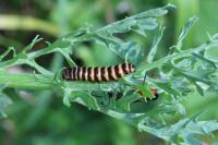 Tyria jacobaeae