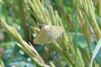 Sitochroa verticalis