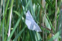 Scopula immutata