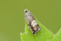 Grapholita compositella