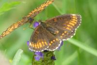 Melitaea athalia